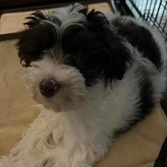 ⚓️Meet your posher, Amy ⚓️ - Picture 10 of 14